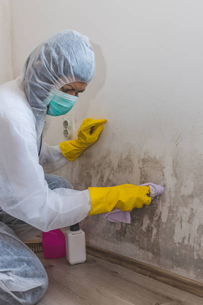 Best Mold Documentation for Insurance Claims  in Cumberland Head, NY