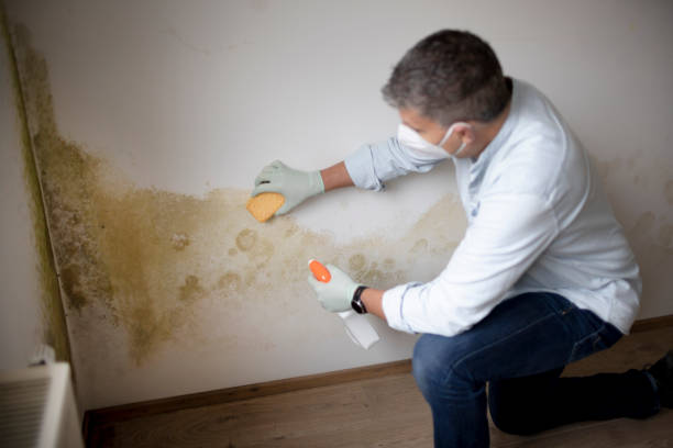 Best Attic Mold Removal  in Cumberland Head, NY
